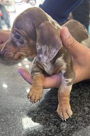 Cuccioli di bassotto allercchino ciocomerle