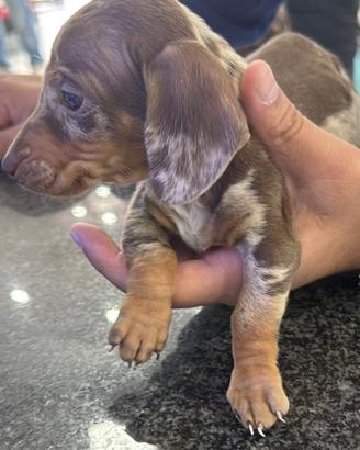 Cuccioli di bassotto allercchino ciocomerle