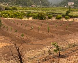Terreno agricolo 1 ettaro con fabbricato rurale