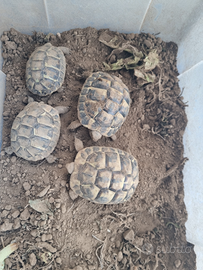 Tartarughe