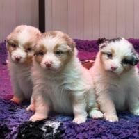 Cuccioli Australian Shepherd
