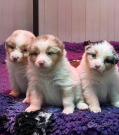 Cuccioli Australian Shepherd