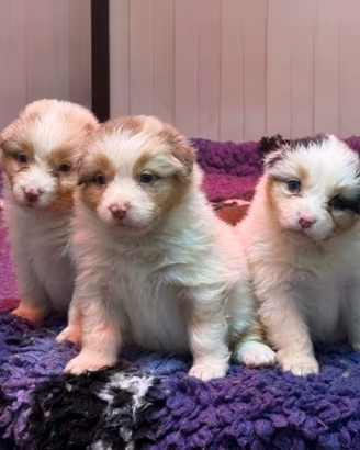 Cuccioli Australian Shepherd