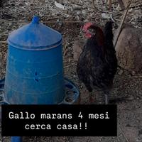 Gallo marans