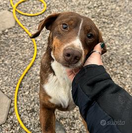 Rudy 4 anni Taglia piccola