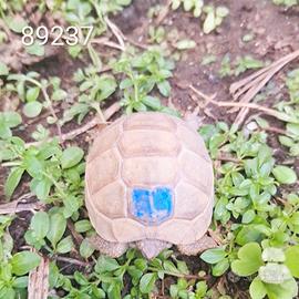 T. marginata albino caramello BABY cb 2024 (89237)
