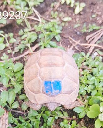T. marginata albino caramello BABY cb 2024 (89237)