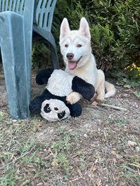 Cuccioli di Siberian husky con pedigree