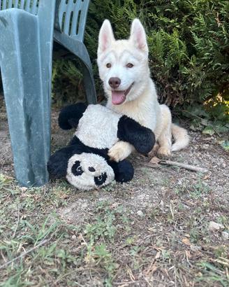 Cuccioli di Siberian husky con pedigree