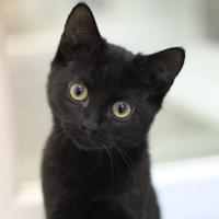 Cucciolo di gatto nero