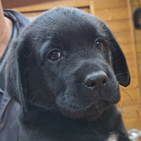 Cucciolo di Labrador Retriever con pedigree