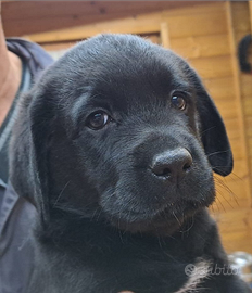 Cucciolo di Labrador Retriever con pedigree