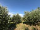 ter-agricolo-a-monte-compatri