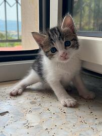 Cuccioli piccoli gattini