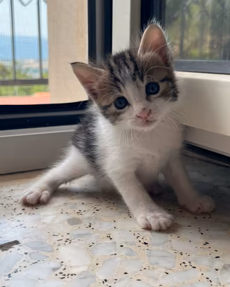 Cuccioli piccoli gattini