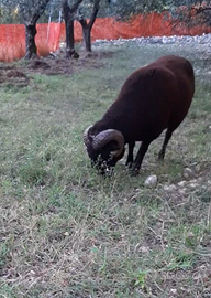 Montone di razza Arbus