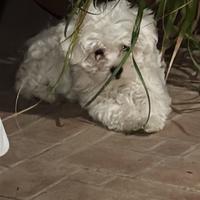 Cucciolo maltese toys