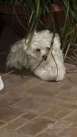 Cucciolo maltese toys