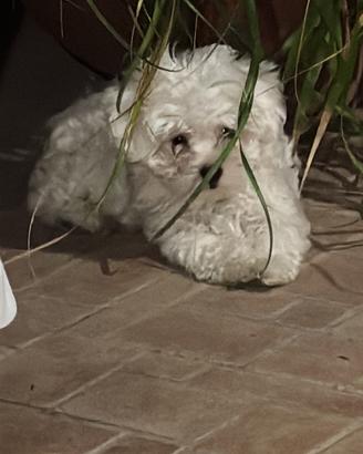 Cucciolo maltese toys