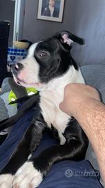 Splendido cucciolo di Amstaff