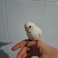 Cocorita albina allevata a mano