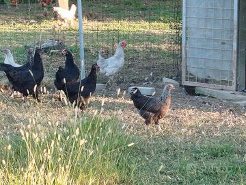 Marans, padovane e araucana inglese