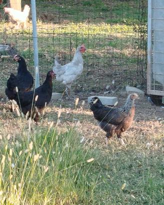 Marans, padovane e araucana inglese