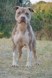 Pitbull