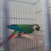 Pirryua Molinare maschio