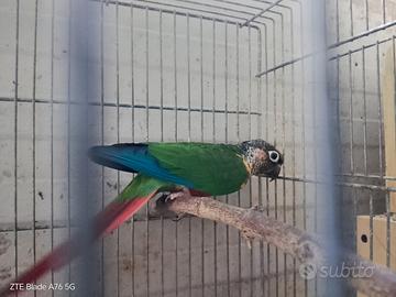 Pirryua Molinare maschio