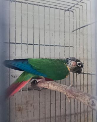 Pirryua Molinare maschio