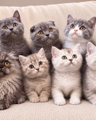 Cuccioli di SCOTTISH silver, highland e spotted