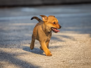 Cuccioli due mesi femmine