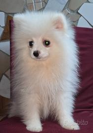 Spitz pomerania