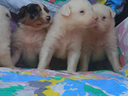 pastore-australiano-con-pedigree-enci
