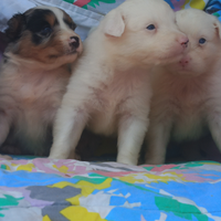 Pastore Australiano con pedigree ENCI