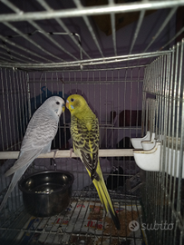Pappagalli coppia