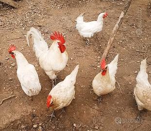 Pollo di Bresse