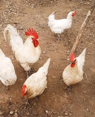 Pollo di Bresse
