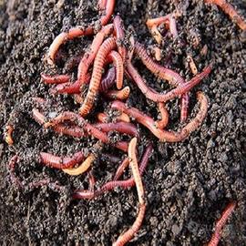 Lombrico Rosso Californiano 