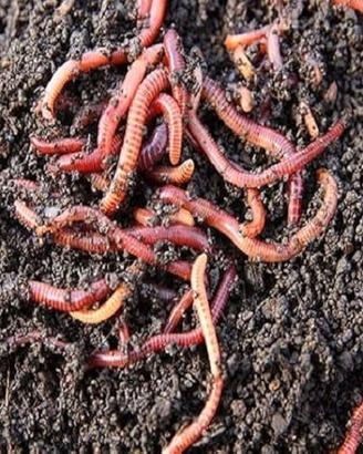 Lombrico Rosso Californiano 