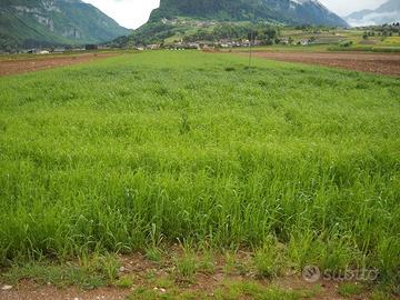 Terreno agricolo con irrigazione