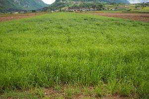 Terreno agricolo con irrigazione