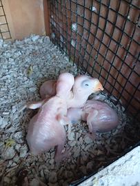 Parrocchetti dal collare