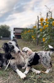 Cuccioli border collie