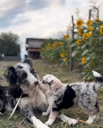 Cuccioli border collie