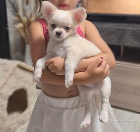 Ciuaua toy