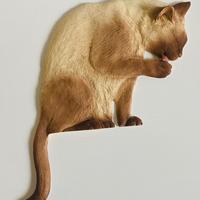 Gatto siamese da parete