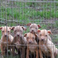 Cuccioli di pitbull