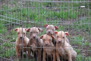 Cuccioli di pitbull